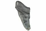 Partial Fossil Megalodon Tooth - South Carolina #272582-1